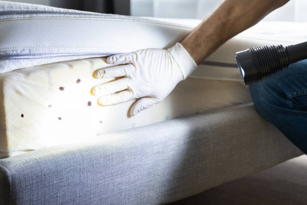 Best Pest Control Near Me  in Millington, TN