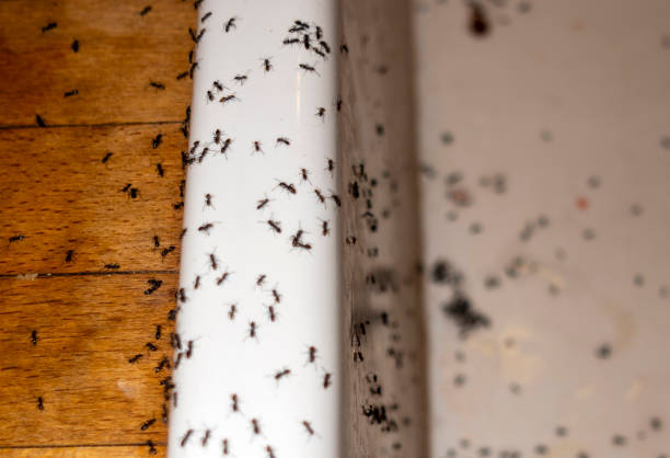 Best Flea Control Services  in Millington, TN