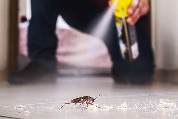 Best Mosquito Control Services  in Millington, TN