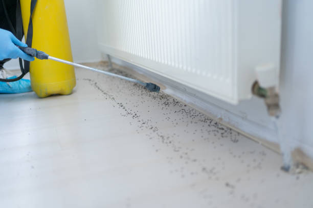 Best Ant Control Services  in Millington, TN